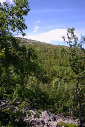 Forest on the slopes of Fulufjället