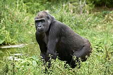 Western gorilla (Gorilla gorilla)