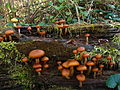 Група грибів