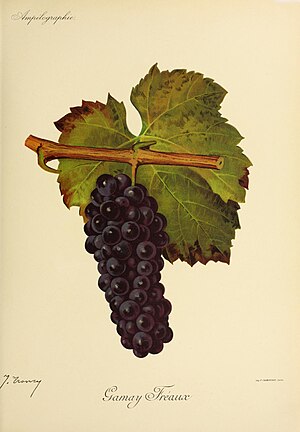 Gamay Fréaux - Ampélographie.jpg