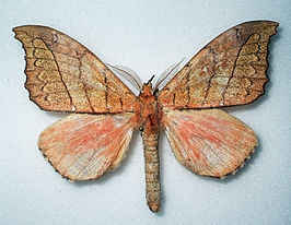 Gangarides rosea