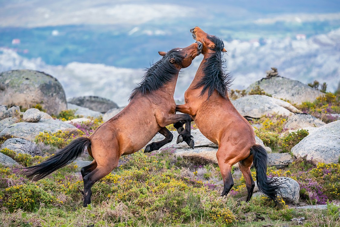 :File:Garranos fight.jpg