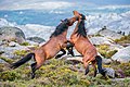 Garrano-Pferde in einem Nationalpark in Portugal