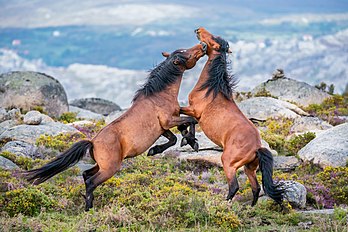 Combat entre deux étalons garranos dans le parc national portugais de Peneda-Gerês. (définition réelle 5 706 × 3 804)