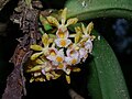 Gastrochilus obliquus