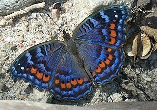 <i>Precis octavia</i> Species of butterfly