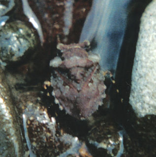 Gelastocoridae