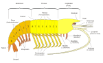 Vorschaubild für Pleon (Krebse)