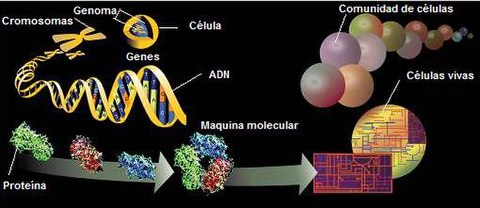 Genoma - Wikipedia, la enciclopedia libre