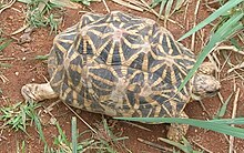 Tortue étoilée d'Inde