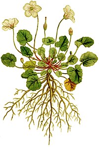 Erodium reichardii