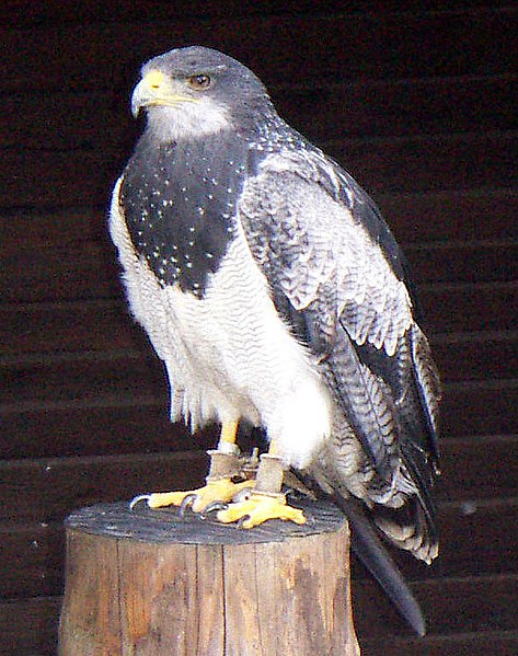 File:Geranoaetus melanoleucus.JPG