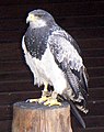 Black-chested buzzard eagle