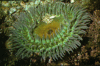 Giant Green Anemone.gif