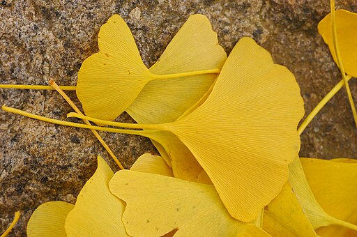 Ginkgo Tree Ginkgo biloba Leaves Rock 3008px