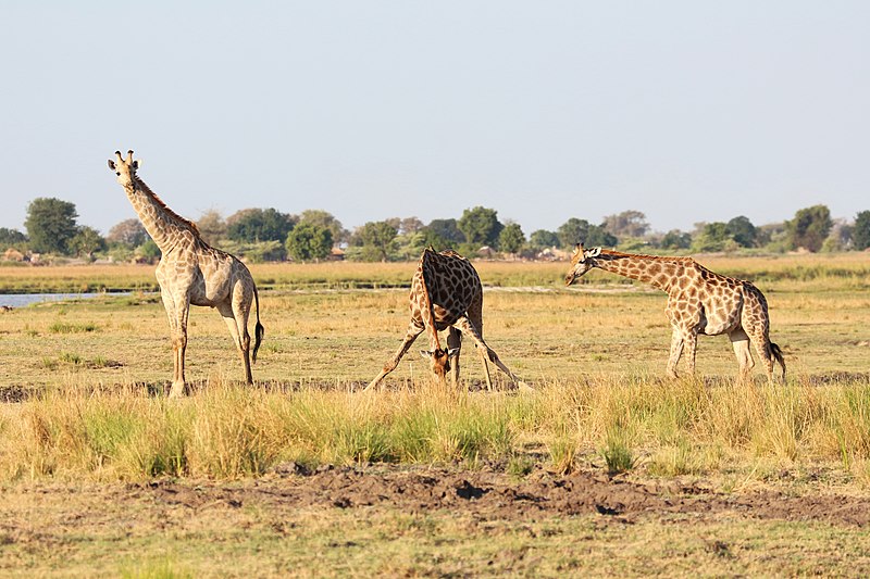 File:Giraffes in Chobe National Park 02.jpg