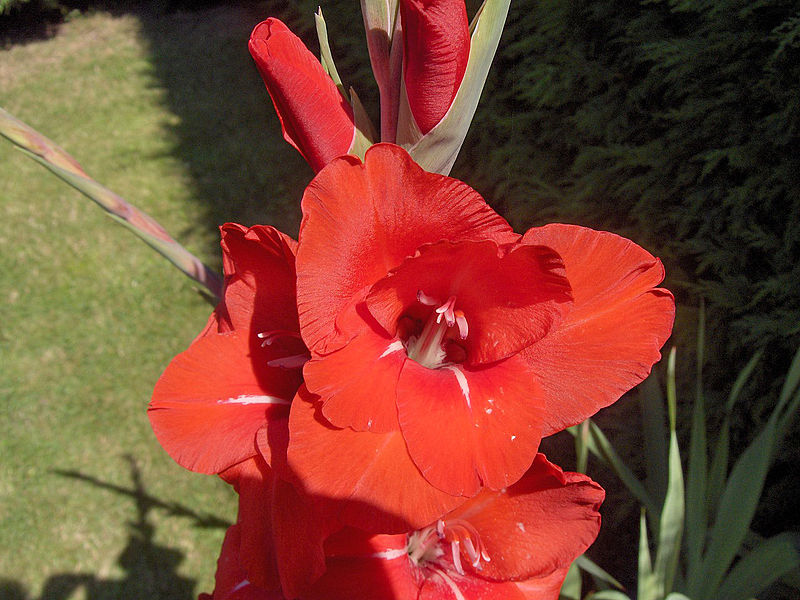 File:Gladiolus'RedCascade'03.jpg