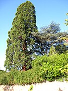 Gleisweiler sequoia tree 3.jpg