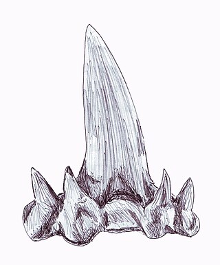 <span class="mw-page-title-main">Cladodont</span> Early Devonian shark tooth structure