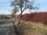 Čeština: Houští svídy krvavé (Cornus sanguinea) na golfovém hřišti Karlštejn. Okres Beroun, Česká republika. English: Thicket of Common Dogwood (Cornus sanguinea) at Golf grounds Karlštejn as seen from the road, Beroun District, Czech Republic.