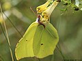 Gonepteryx rhamni (Linnaeus, 1758)