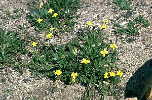 Goodenia geniculata.jpg