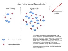 Gram Positive Bacteria Quorum Sensing.pdf