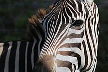 Grant's zebra at Safari Wilderness in Lakeland, Florida Grant's Zebra Lakeland, Florida.jpg