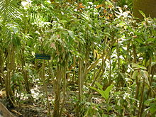 A group of plants of this species in the Andromeda Botanic Gardens, Barbados Graptophyllum pictum Andromeda Botanic Gardens.jpg