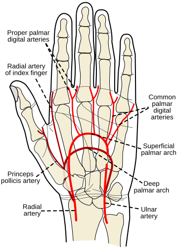 Deep venous palmar arch