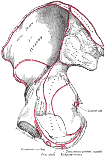 Iliac fossa