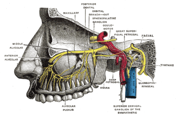 Alveolar branches of superior maxillary nerve and pterygopalatine ganglion