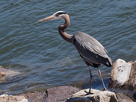 Tập_tin:Great_Blue_Heron-27527-1.jpg