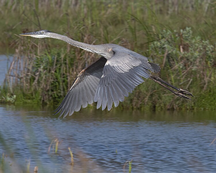 File:Great blue heron south padre island convention center (laguna madre trail) 4.3.23 DSC 1330-topaz-denoiseraw-sharpen.jpg