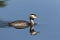 * Nomination Great crested grebe (Podiceps cristatus) in Gennevilliers, France --Alexis Lours 00:34, 18 November 2021 (UTC) * Promotion  Support Good quality. --XRay 04:50, 18 November 2021 (UTC)