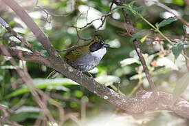 Green-striped Brushfinch.jpg