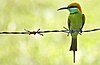 Green Bee-eater - Merops orientalis.jpg