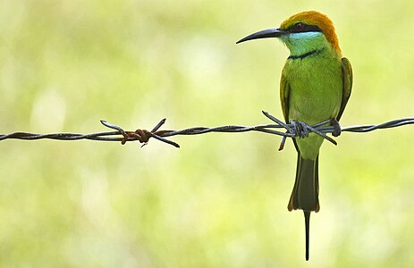 Chestnut-headed Bee-eater is waiting for prey.