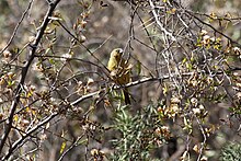 Kuning kehijauan-Finch (Sicalis olivascens).jpg