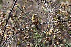 Greenish Yellow-Finch (Sicalis olivascens).jpg