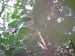Grenada Dove (12594229124).jpg