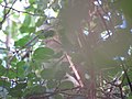 Grenada Dove (12594229124).jpg