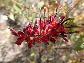 <i>Grevillea pungens</i> Species of plant in the Proteaceae family