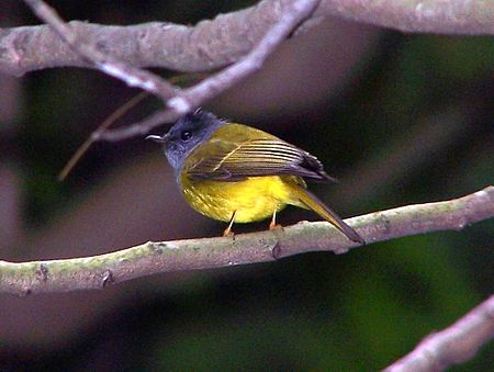 Grey-headed Canary-Flycatcher.jpg