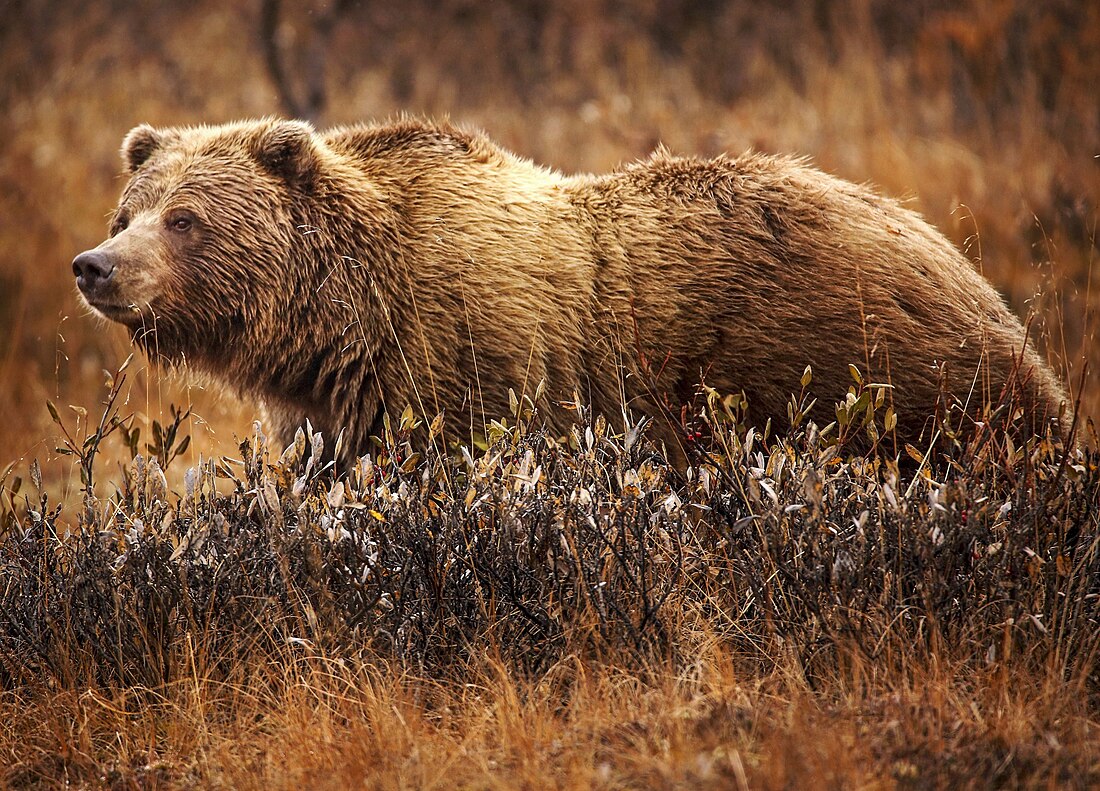 Grizzlybär