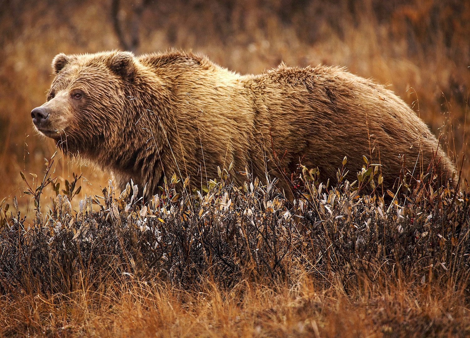 Ussuri brown bear - Wikipedia