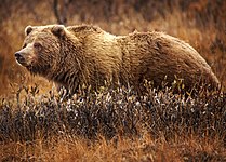 Grizzly bear (Ursus arctos horribilis)