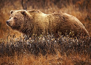 The grizzly bear, also known as the North American brown bear or simply grizzly, is a large population or subspecies of the brown bear inhabiting North America.