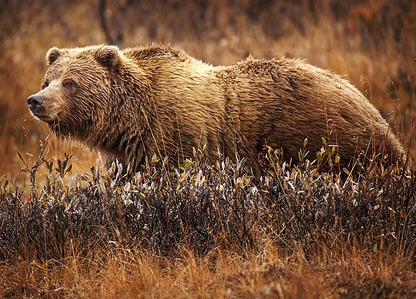 Like many mammals, grizzly bears are covered in thick fur.