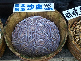 Sipunculidae Family of peanut worms